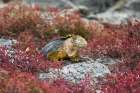 A land iguana-Conolophus Subcristatus South Plaza Island-Galapagos-Ecuador Art Print